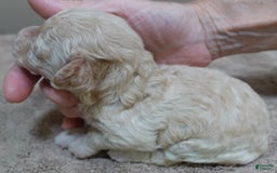 Toy Poodle dogs for sale: Chiki - Image 17