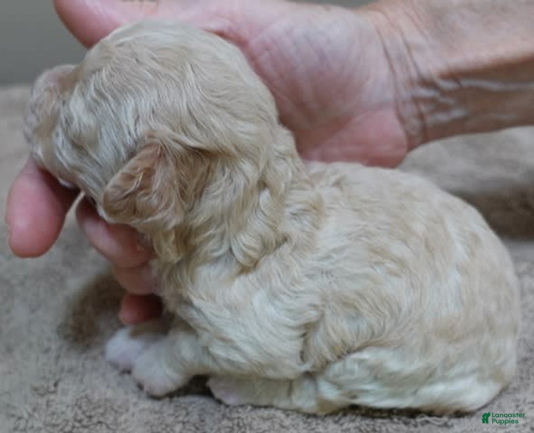 Toy Poodle dogs for sale: Chiki - Image 17