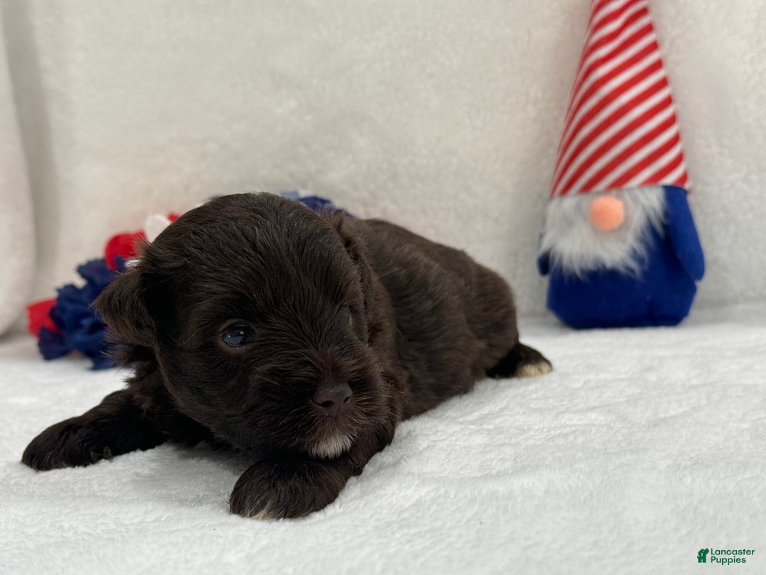 Miniature Schnauzer dogs for sale: Fancy Male 1 Akc Liver Color - Image 4