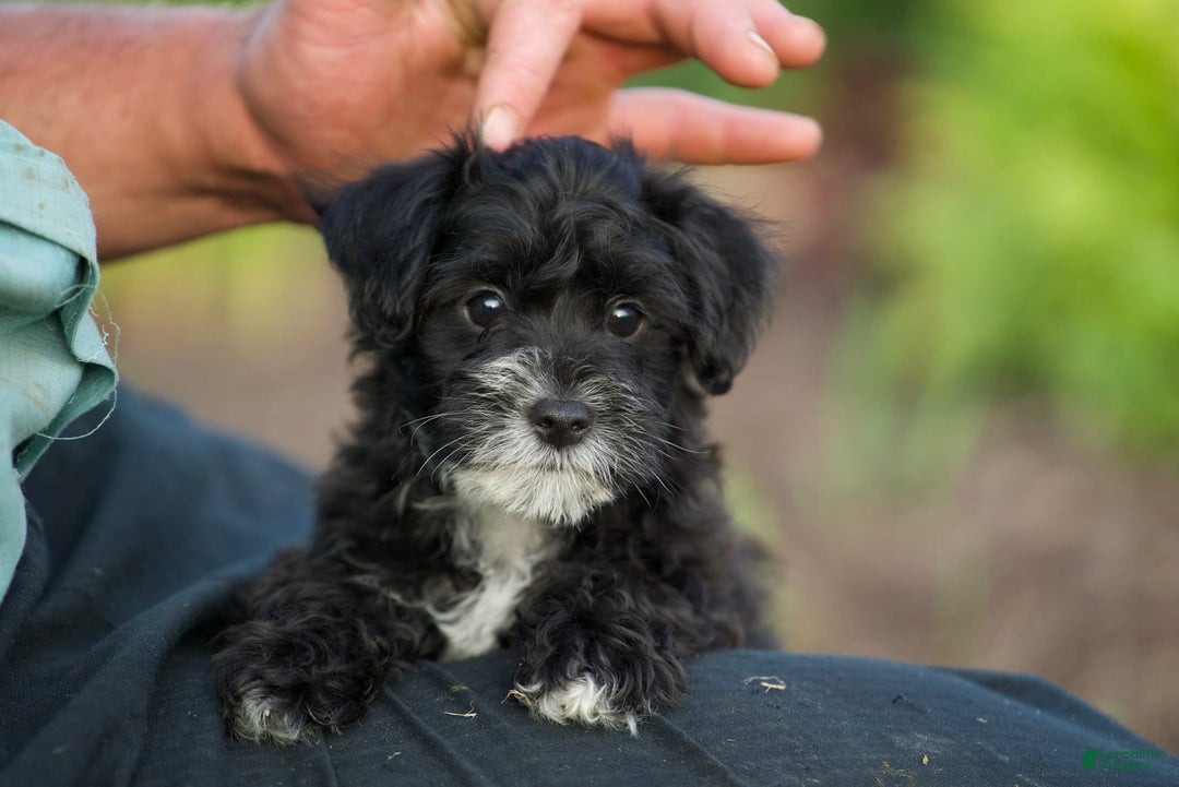 Yorkiepoo dogs for sale: Peter - Image 4