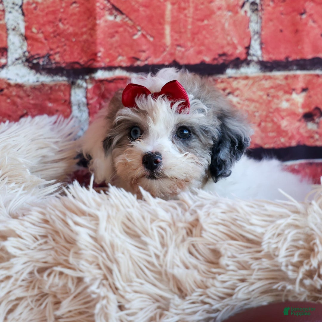 Bichpoo dogs for sale: Babe - Image 7