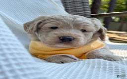 Labradoodle dogs for sale: Maple - Image 6