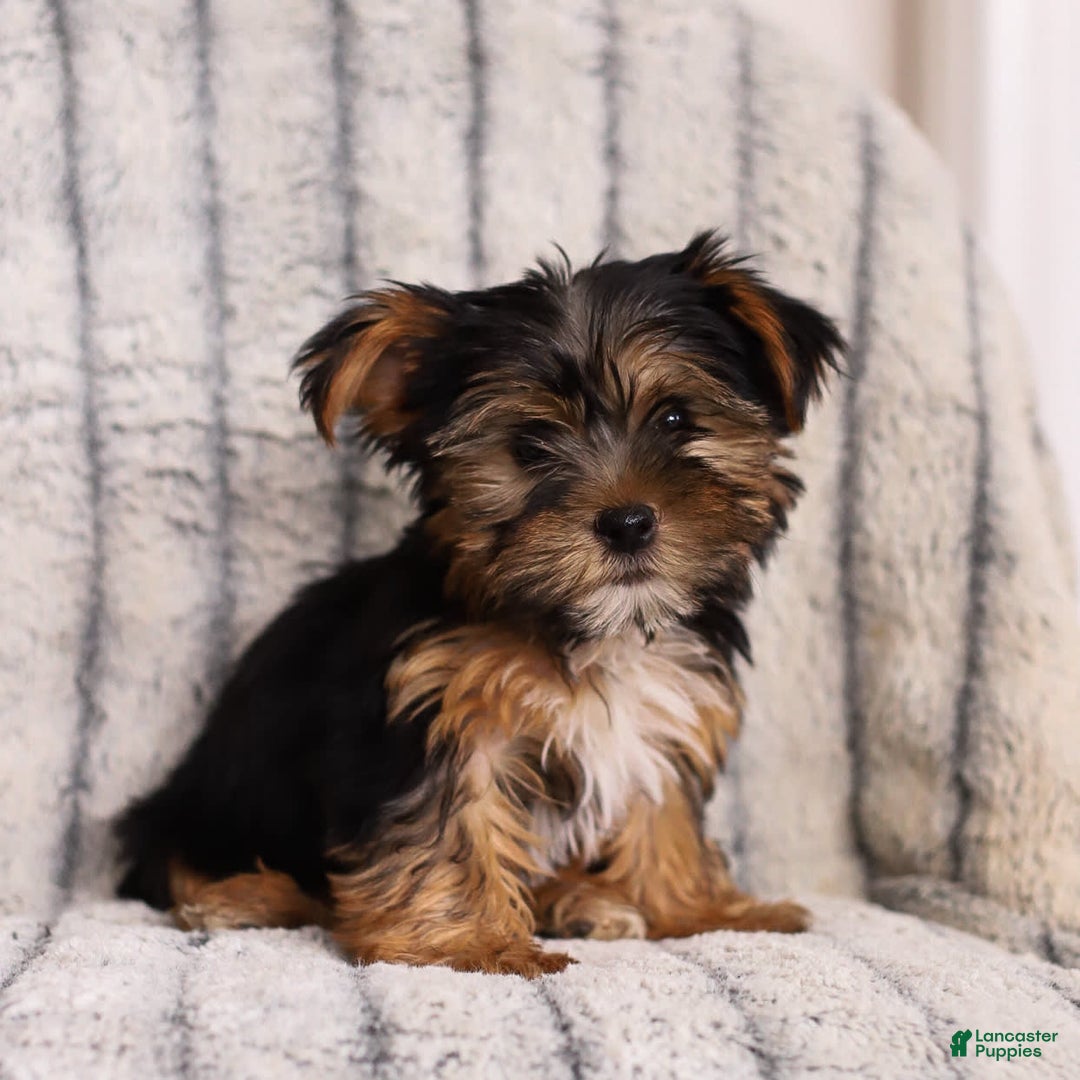 Yorkshire Terrier dogs for sale: Toby - Image 2