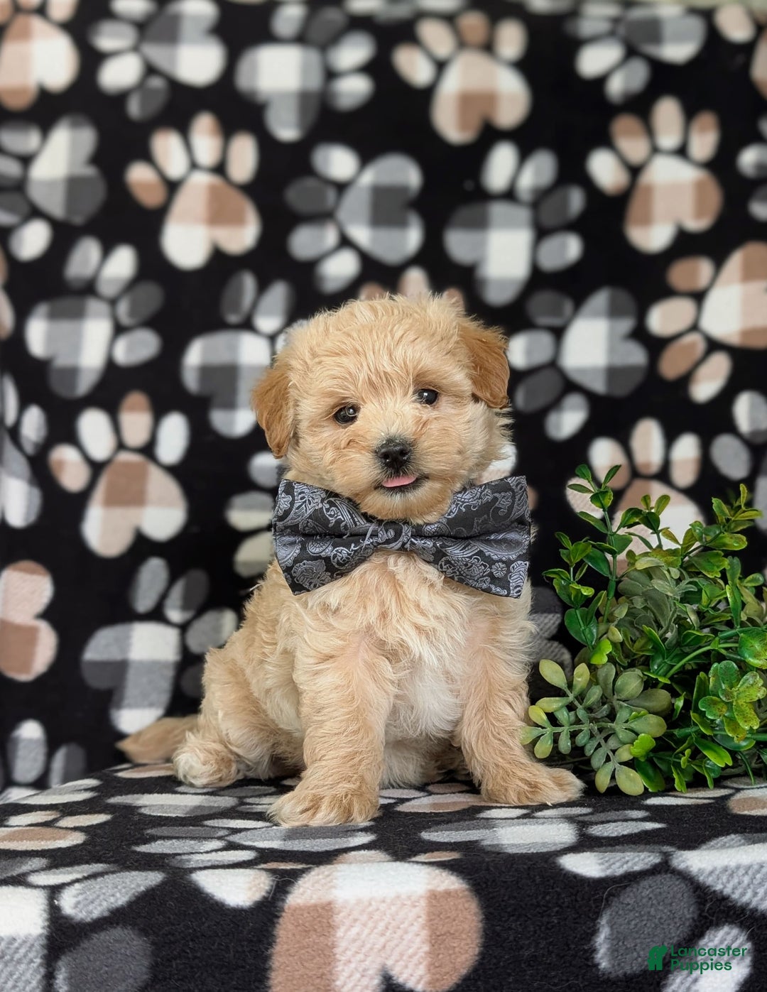 Maltipoo dogs for sale: Harley 6 Lbs Full Grown - Image 4