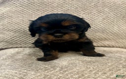Cavapoo dogs for sale: Max - Image 3