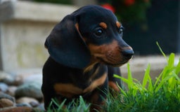 Miniature Dachshund dogs for sale: Heidi - Image 5