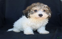 Bichpoo dogs for sale: Bichpoo 5 puppies - Image 8