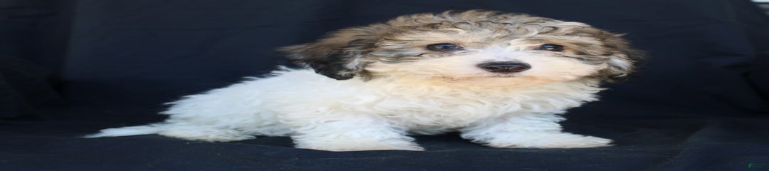 Pluto
