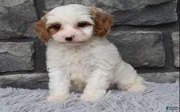Cavapoo dogs for sale: Archie - Image 5