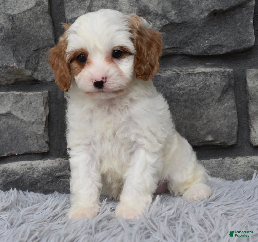 Cavapoo dogs for sale: Archie - Image 5