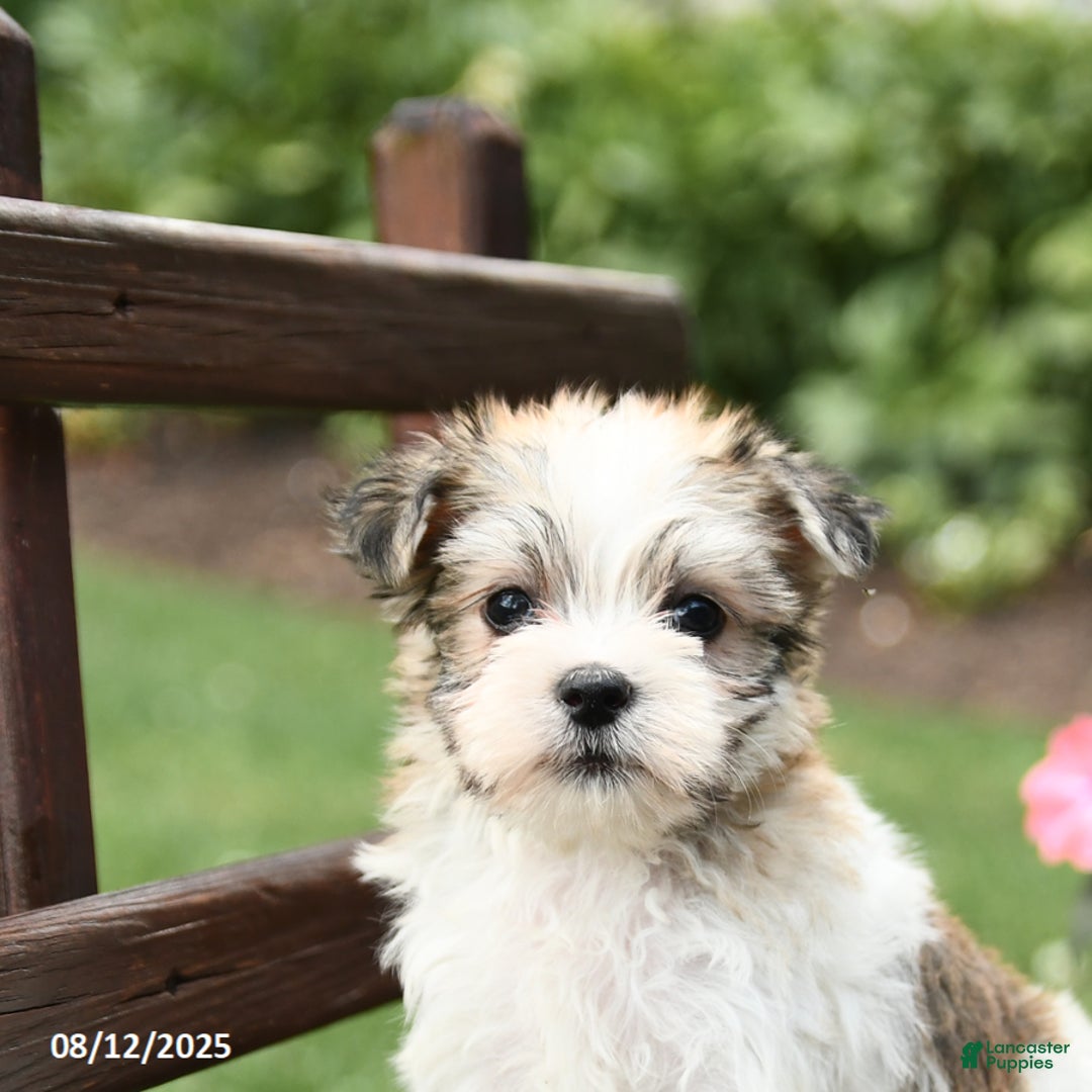 Morkie dogs for sale: Minnie - Image 2