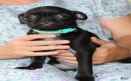 Pug dogs for sale: Luna - Image 6