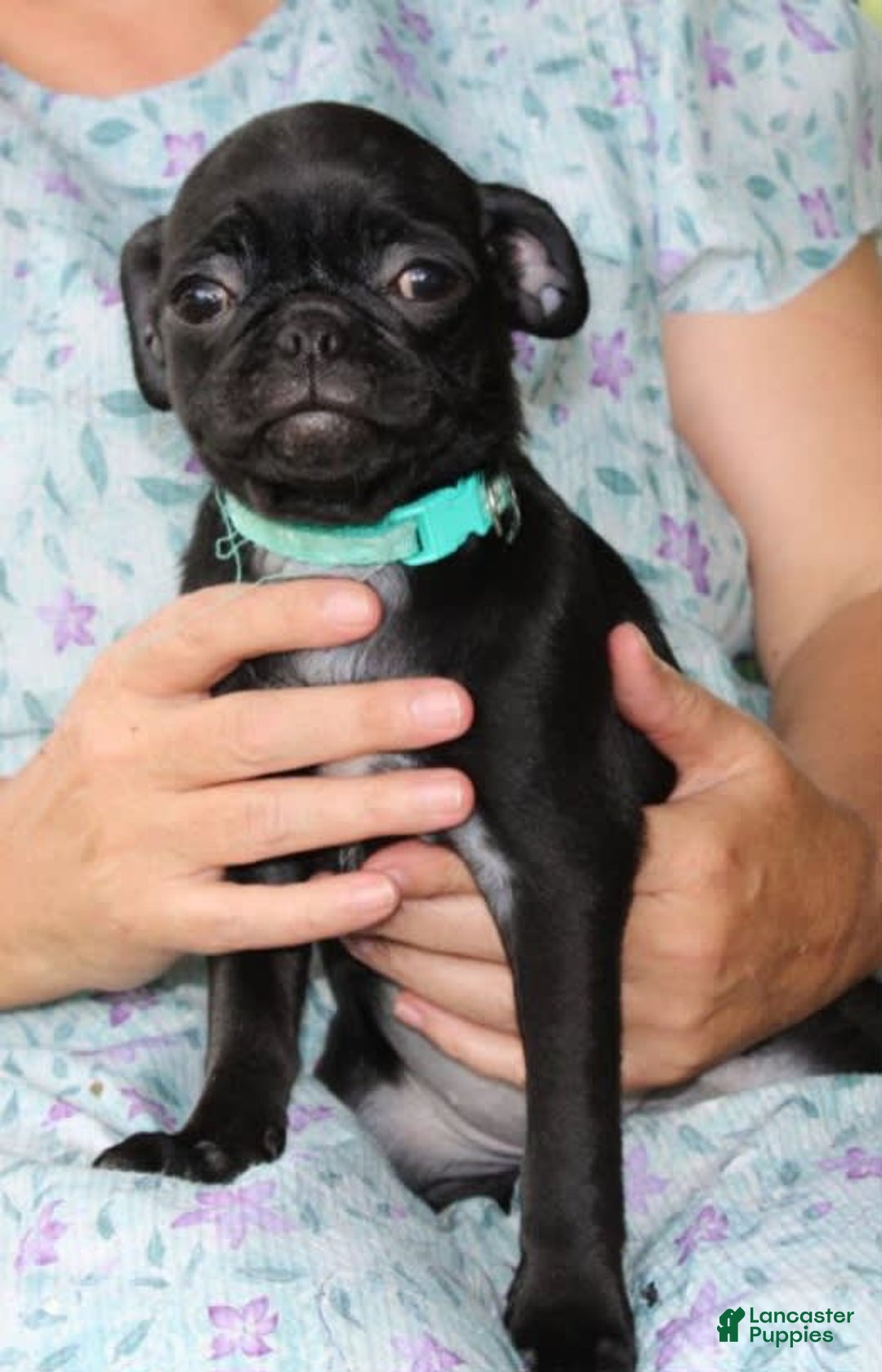 Pug dogs for sale: Luna - Image 6