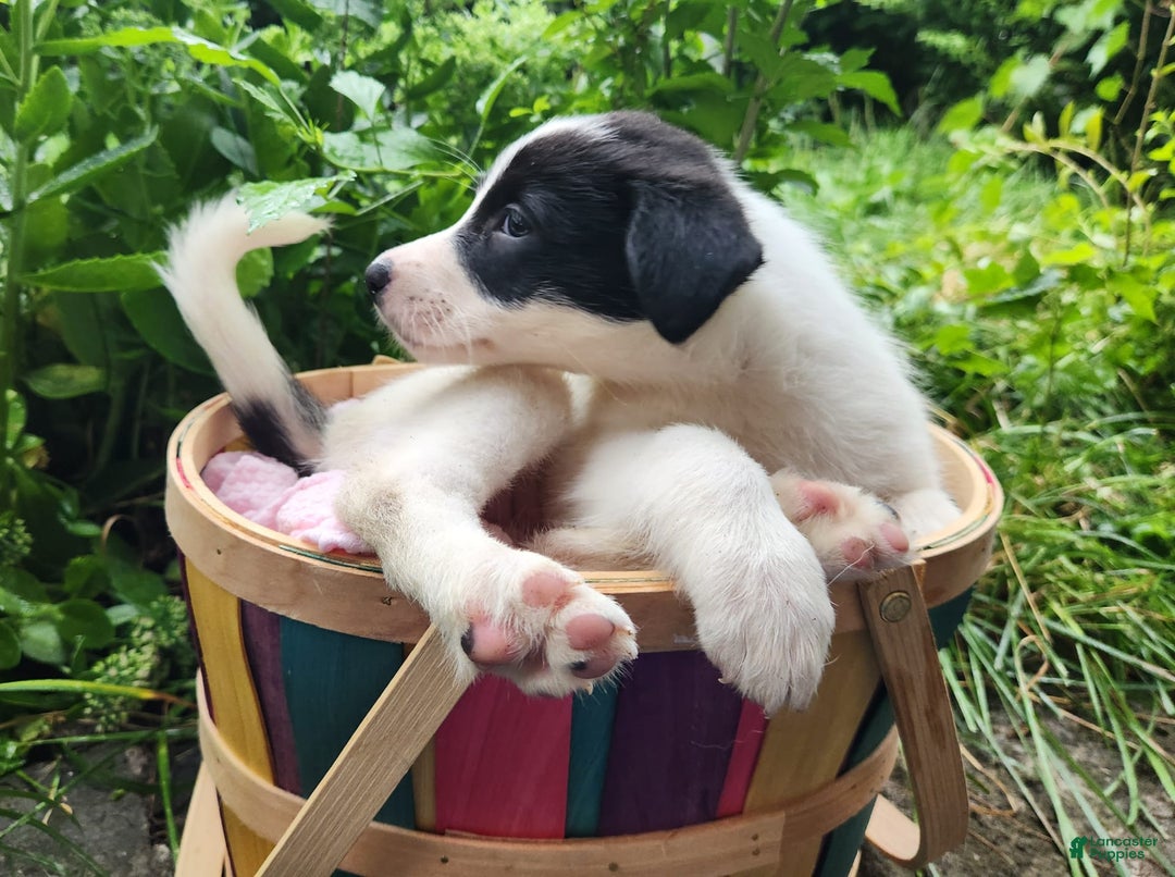 Border Collie dogs for sale: Snowflake - Image 13