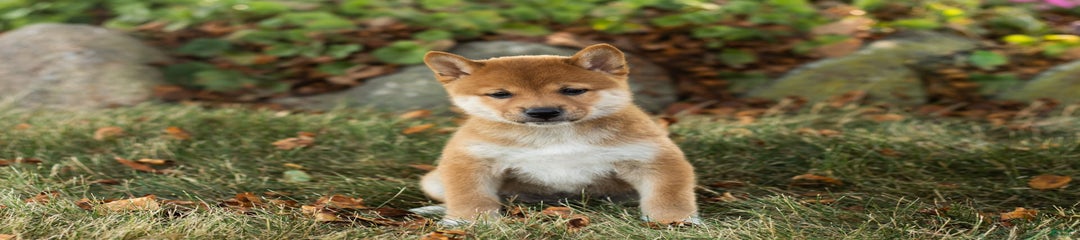 Elliot