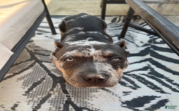 American Bully dogs for sale: Cash - Image 1