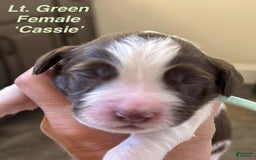 English Springer Spaniel dogs for sale: Cassie - Image 2