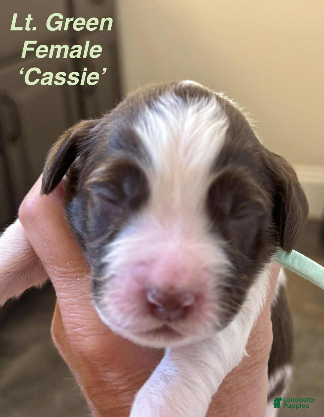 English Springer Spaniel dogs for sale: Cassie - Image 2