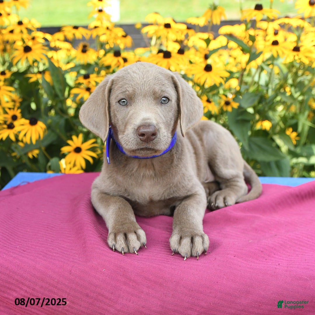 Labrador Retriever dogs for sale: Coca Cola - Image 5