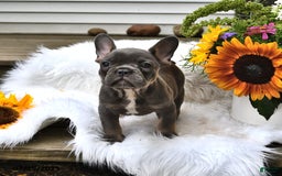 French Bulldog dogs for sale: Hudson - Image 10