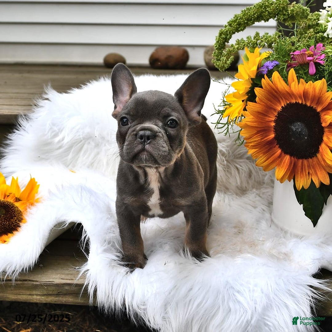 French Bulldog dogs for sale: Hudson - Image 10