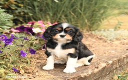 Cavalier King Charles Spaniel dogs for sale: Diamond - Image 1