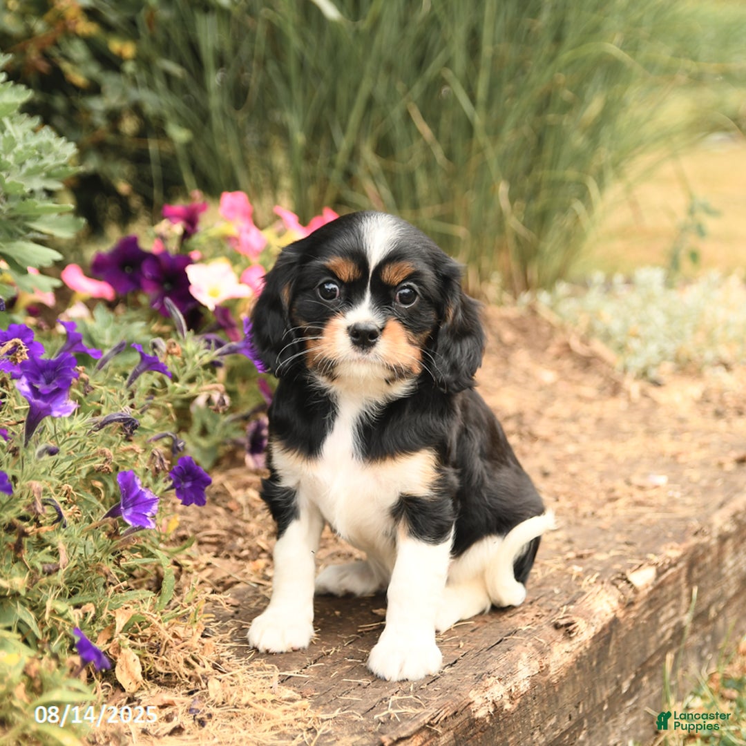 Cavalier King Charles Spaniel dogs for sale: Diamond - Image 1