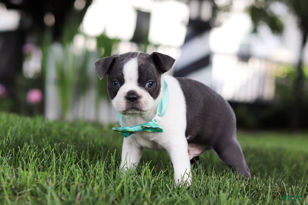 Boston Terrier dogs for sale: Steve - Image 3