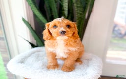 Cavapoo dogs for sale: Yager - Image 5