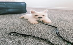 West Highland Terrier dogs for sale: Sterling - Image 4