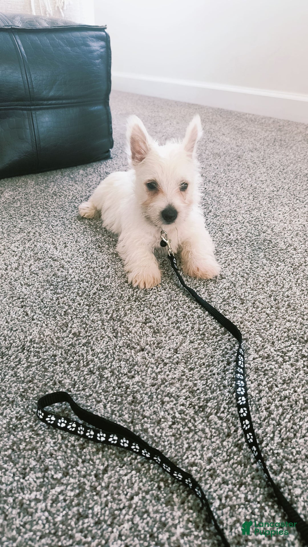 West Highland Terrier dogs for sale: Sterling - Image 4