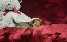 Miniature Dachshund dogs for sale: Josie - Image 10