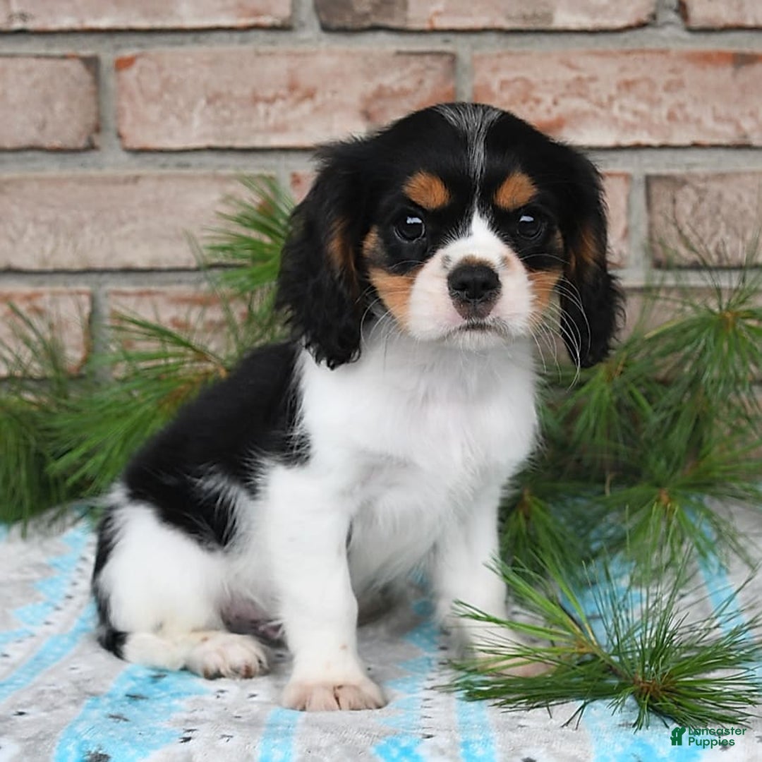 Cavalier King Charles Spaniel dogs for sale: Duke - Image 5