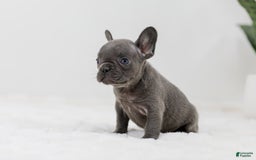 French Bulldog dogs for sale: Rhonda - Image 1