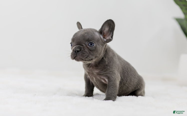 French Bulldog dogs for sale - Ad 1