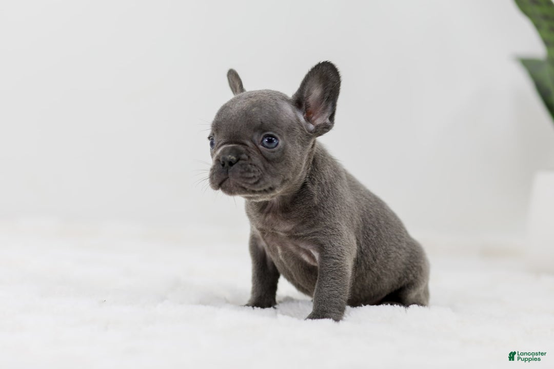 French Bulldog dogs for sale: Rhonda - Image 1