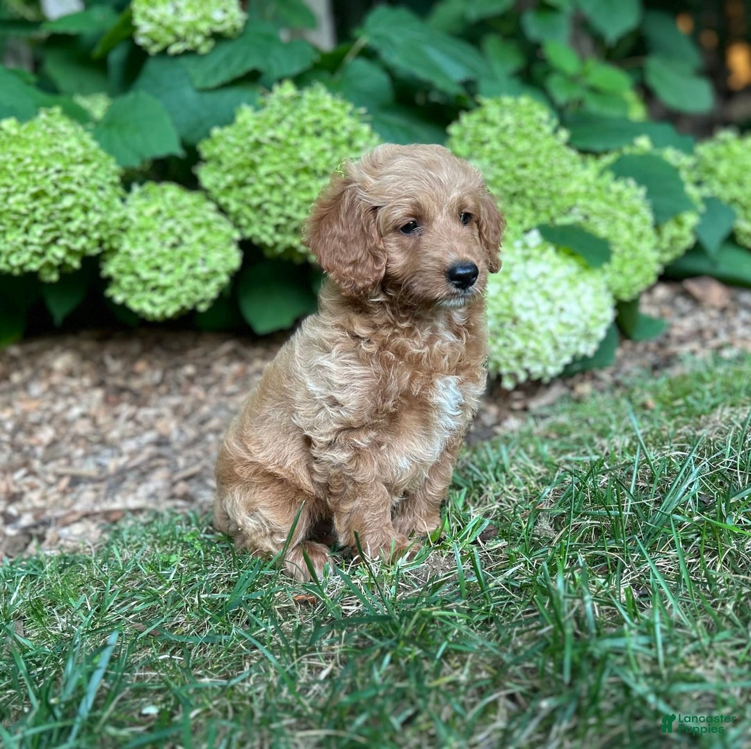 Mini Goldendoodle dogs for sale: Biscuit - Image 4