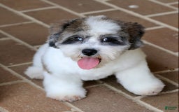 Shihpoo dogs for sale: Leo - Image 17