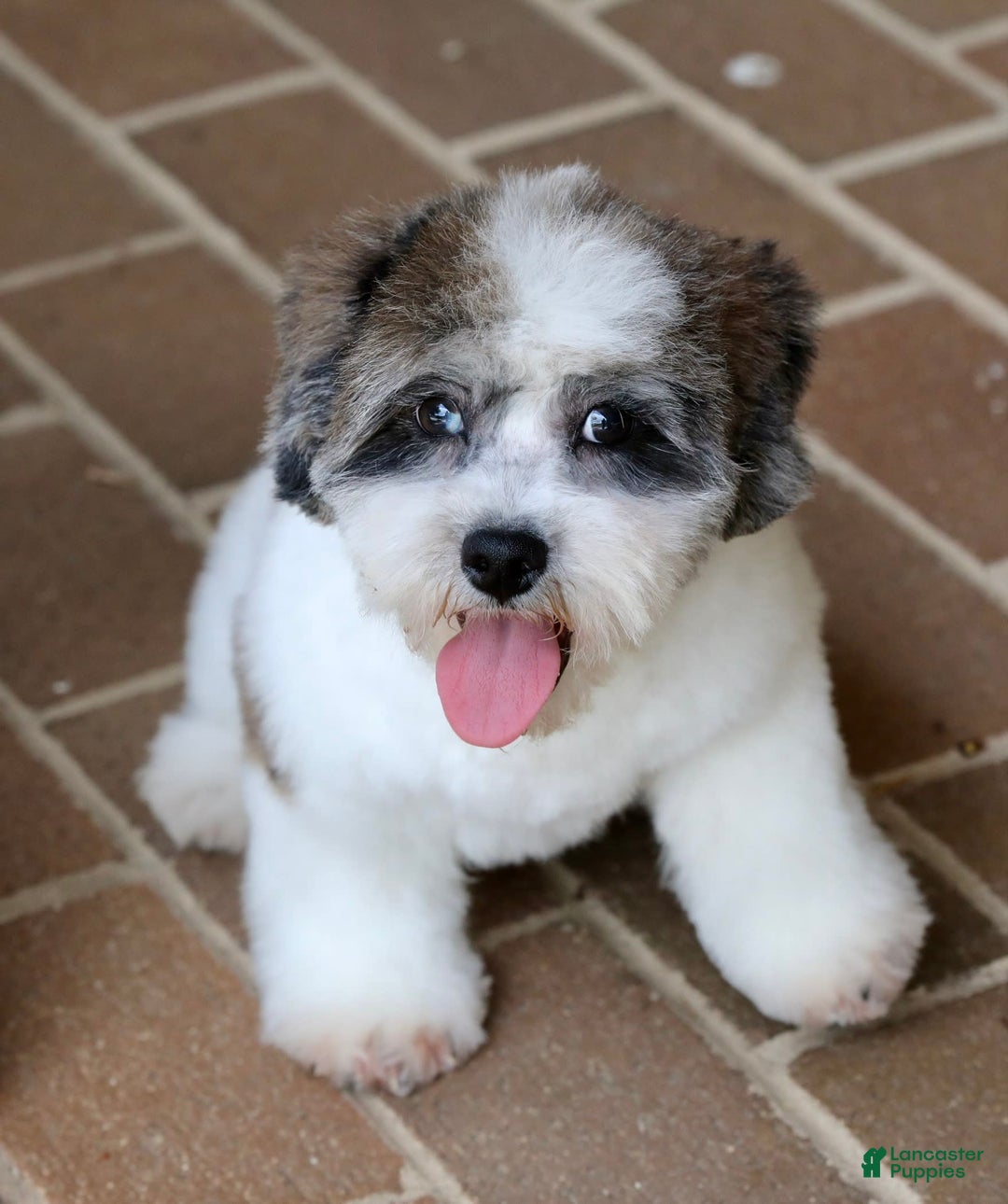 Shihpoo dogs for sale: Leo - Image 17