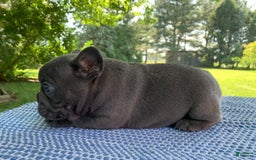 French Bulldog dogs for sale: Bruno - Image 3