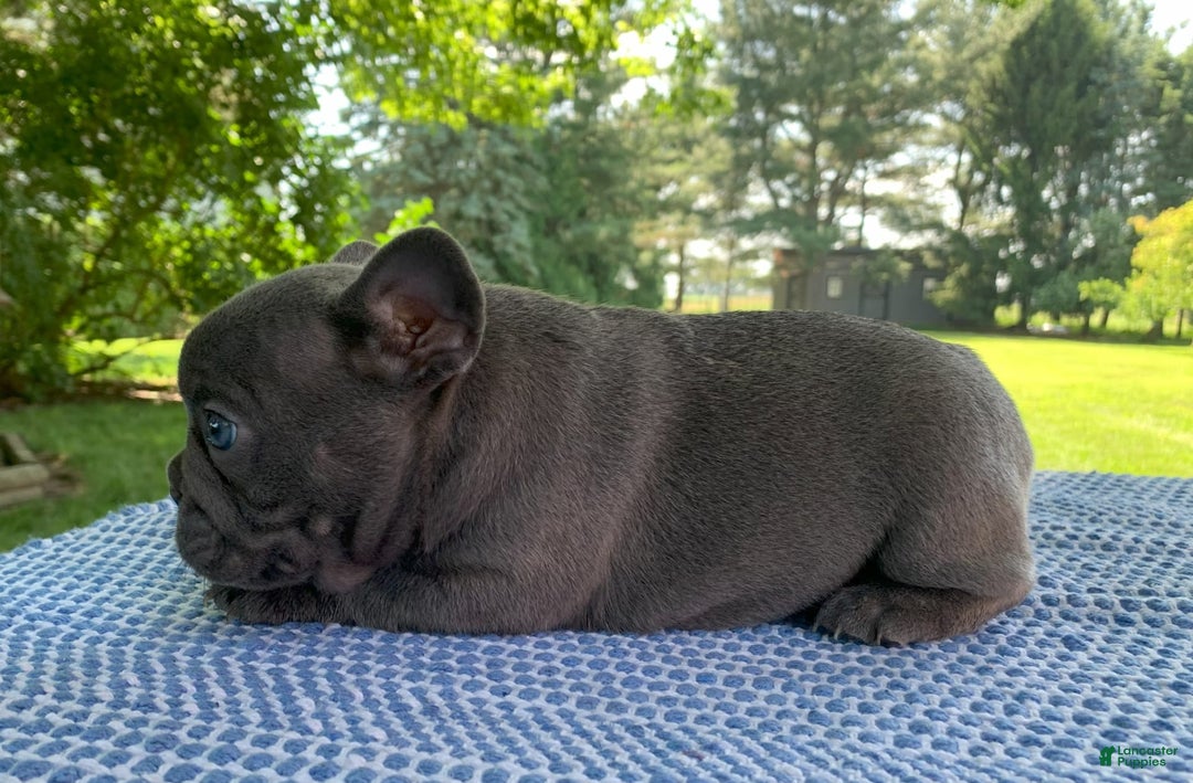 French Bulldog dogs for sale: Bruno - Image 3