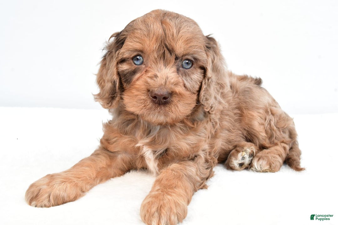 Cavapoo dogs for sale: Butterfinger - Image 2