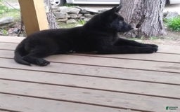 German Shepherd dogs for sale: Little Girl - Image 8