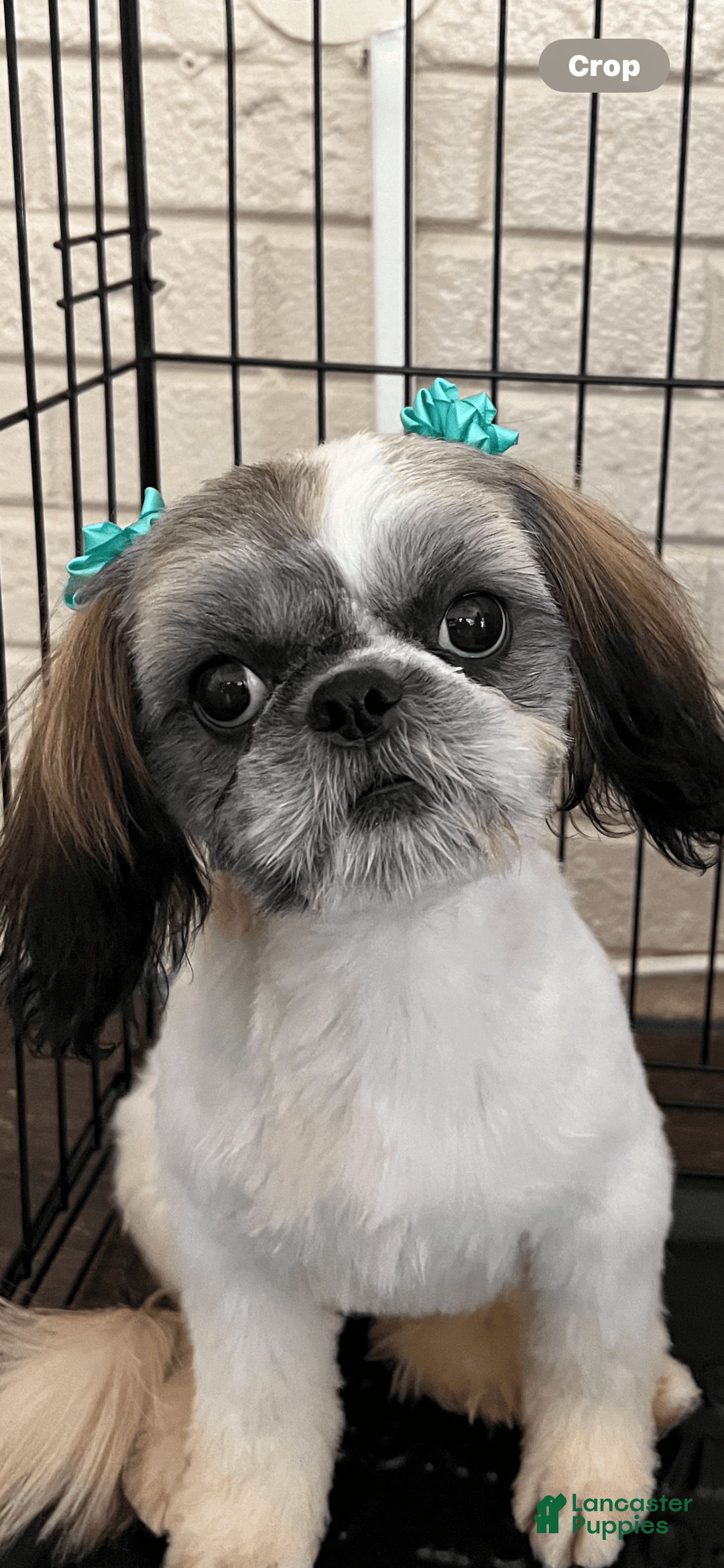 Shih Tzu dogs for sale: Midnight - Image 2