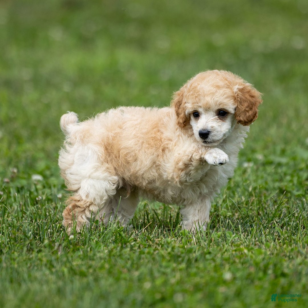 Toy Poodle dogs for sale: Ollie - Image 3