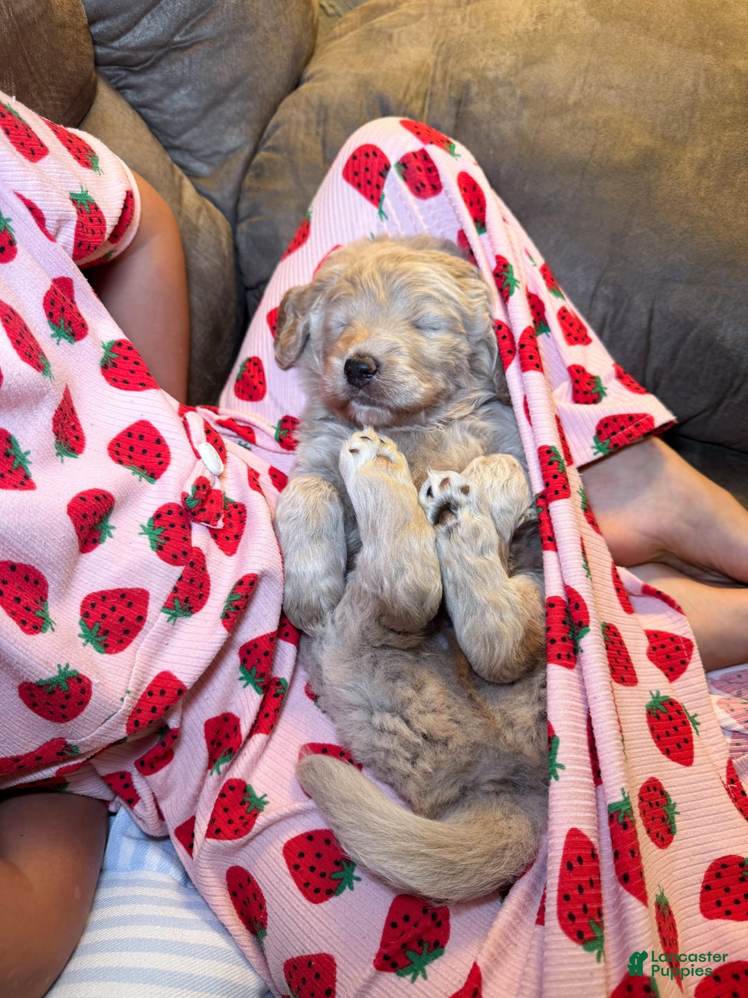 Labradoodle dogs for sale: Maple - Image 8