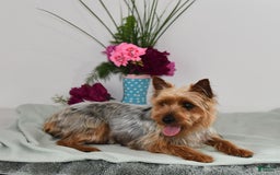 Morkie dogs for sale: Rover - Image 11