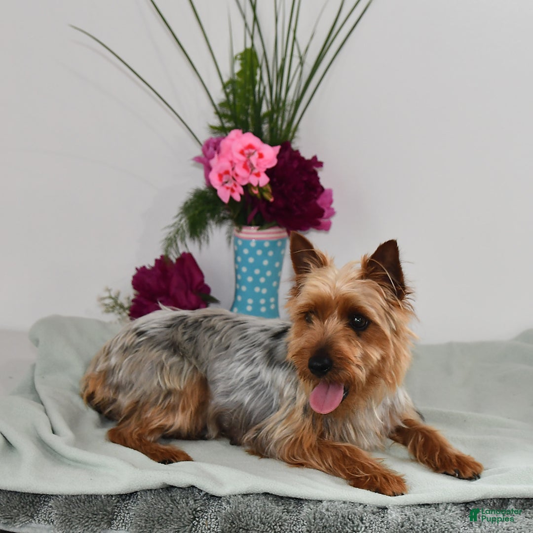 Morkie dogs for sale: Rover - Image 11
