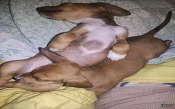Beagle dogs for sale: Socks - Image 2