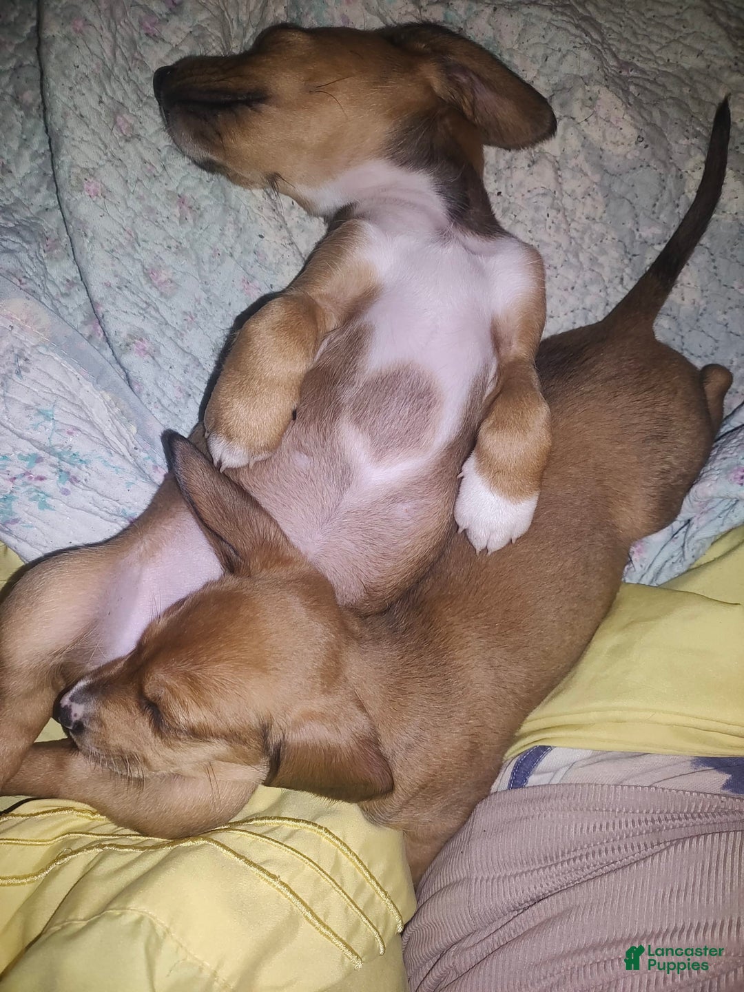 Beagle dogs for sale: Socks - Image 2